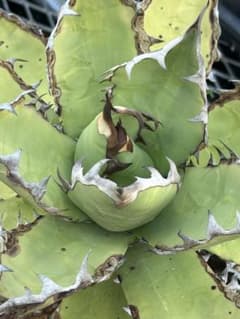 アガベ チタノタ Agave titanota ビルベイカー株 親株 #2 アガベ チタノタ Agave titanota ビルベイカー株 子株 #2-7 - メルカリ