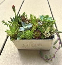 多肉植物 寄せ植え SUNRISE ブリキポットのサムネイル