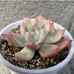 多肉植物　コロラータタパルパのサムネイル