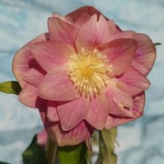 ☀️クリスマスローズ開花株❗☀️6号スリットポット植え☀のサムネイル