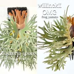 willinckii bacteria × OMG ミックスsporeビカクシダ - メルカリ
