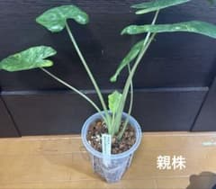 アロカシア　オドラバリエガータバティック　芋のサムネイル