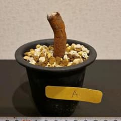 オペルクリカリア　パキプス　根差し