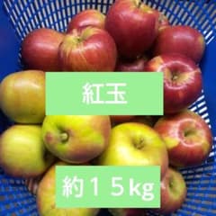 9/18 特価☆新鮮　紅玉　青実加工用　酸っぱい　約１５kgのサムネイル