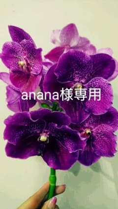 anana様専用のサムネイル