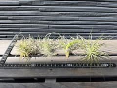ティランジア　エアプランツ ウスネオイデス　5種セット 観葉植物 まとめ売りのサムネイル