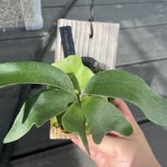 ビカクシダ　バンナ#Aのサムネイル