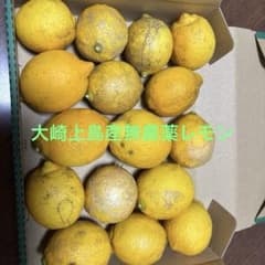 大崎上島産　無農薬レモン②のサムネイル