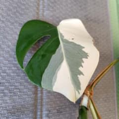 斑入りモンステラ③のサムネイル