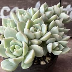 多肉植物 白牡丹 抜き苗 白牡丹 抜き苗 多肉植物 - メルカリ