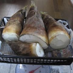 竹の子1 約4kg 掘りたて 本日発送 ぬか付き タケノコ たけのこのサムネイル