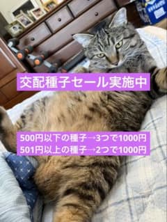 交配種子割引セール！500円未満3つで1000円のサムネイル