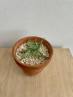 アロエ　スーパースノーホワイトのサムネイル