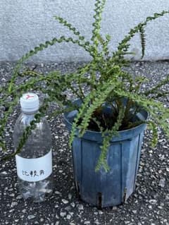 西洋メシダ'フリゼリエ'の苗　2芽　５号鉢　鉢ごと発送2番のサムネイル
