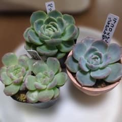 多肉植物 エケベリア 3種セットのサムネイル