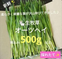 生牧草農薬不使用！オーツヘイ✨ネコポス箱込み500g以上　小動物おやつ⑤うさぎ 生牧草農薬不使用！オーツヘイ✨ネコポス箱込み500g以上 小動物おやつ