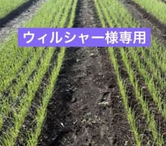 10月29日発送ネオアース300本のサムネイル