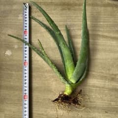 アロエベラ 抜き苗 2つ アロエベラ 抜き苗 - メルカリ