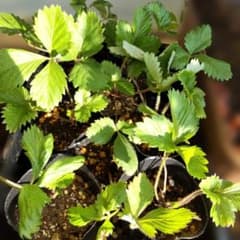 フレーズ▪デ▪ボアの苗◆３ポットセットです。のサムネイル