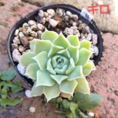 多肉植物　エケベリア　ギロのサムネイル