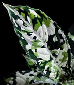 ◆RGL◆ 中株 現地便 南スマトラ ワイルド アグラオネマピクタム m51695514210_1.jpg?1717893807