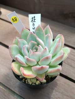 多肉植物 【花うらら】抜き苗のサムネイル