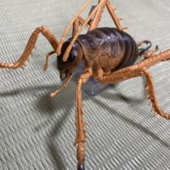 昆虫 一番くじ D賞 ジャイアントウェタ フィギュア - メルカリ