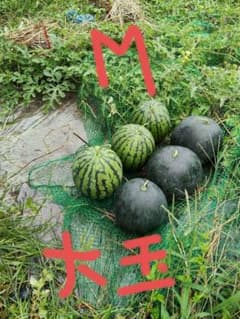 尾花沢すいか 山形県産 大玉のサムネイル