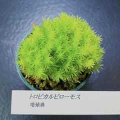 トロピカルピローモス　KSB便のサムネイル