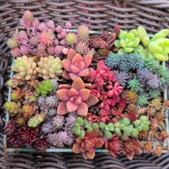 エケベリアセダム13種類セット　カット苗 多肉植物のサムネイル