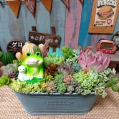 カエルのゲコっと寄せ*そのまま飾れる多肉植物の寄せ植え - メルカリ