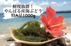 【最短翌日発送】鮮度抜群！やんばる産海ぶどう茎なし特A品2000g 最短翌日発送】鮮度抜群！やんばる産海ぶどう ファミリーパッ 茎なし特