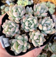 多肉植物抜き苗♡ダーリーサンシャイン②♡7.5cmポット - メルカリ