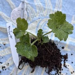 ラナンキュラスラックスあずきのサムネイル