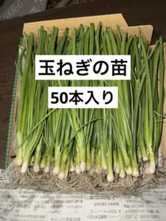 玉ねぎ 貴錦 50本入り 送料無料のサムネイル
