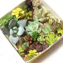 多肉植物♡ カット苗いっぱいセット♪のサムネイル
