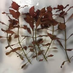 ルドヴィジアのサムネイル