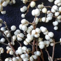 ナンキンハゼの実.おまかせさせて頂く25本。素材パーツ。スワッグ