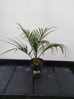 【沖縄産】フェニックスロベレニー③　ドライガーデン　観葉植物　ヤシのサムネイル