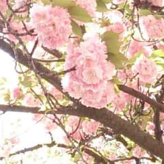 ひろ様専用のサムネイル