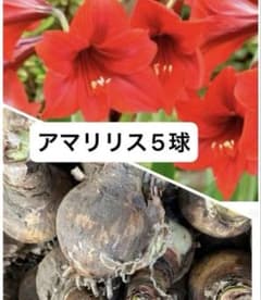 アマリリス 球根 大5球のサムネイル