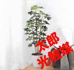 光触媒 人工観葉植物 ウォールグリーン フェイクグリーン カポック斑入 