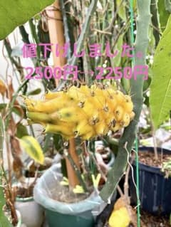 専用出品福岡県産　ドラゴンフルーツ　カット苗イエローピタヤ8本 専用出品福岡県産 ドラゴンフルーツ カット苗イエローピタヤ8本