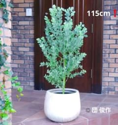 パールアカシア 苗 明るい葉色 120cm 8号鉢 大型❗綺麗なシルバーグリーン 観葉植物 パールアカシア（8号鉢）｜HanaPrime（ハナプライム）