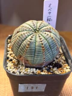 ユーフォルビア・オベサ・イタリア産（No.131）のサムネイル