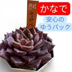 miyaさん苗 命名株 かなで 札付き 希少⑤ - メルカリ