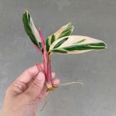 ストロマンテ トリオスター 斑入り 抜き苗のサムネイル