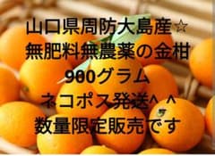 【無肥料・無農薬】山口県周防大島産 金柑900g自然栽培・皮ごと安心ネコポス発送のサムネイル