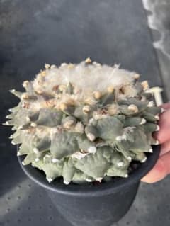 15号金鯱サボテン【2月最終値引き1万円】AA | Einkaufen bei Mercari