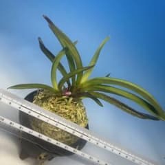 富貴蘭　伯令　虎と根が美しい 富貴蘭 伯令 虎と根が美しい - メルカリ